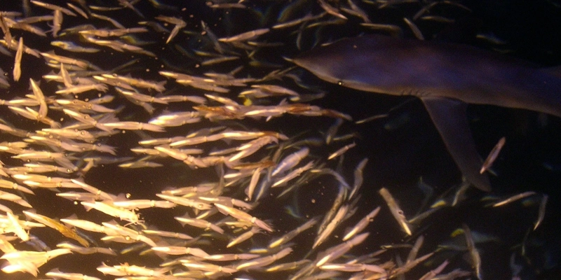 Blauhai prionace glauca jagd kalmare bei nacht