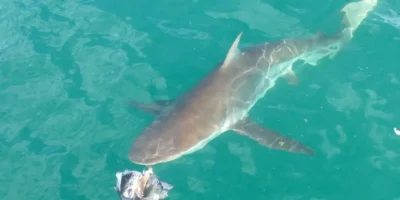 Bronzehai carcharhinus brachyurus