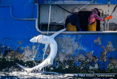 Greenpeace Neuseeland Langleinenfischen haie Greenpeace neuseeland langleinenfischen haie