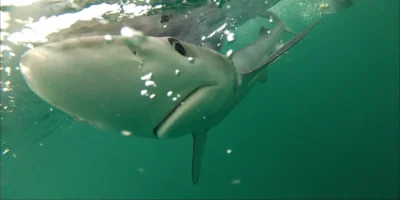 Prionace glauca Blauhai unter der Wasseroberfläche Prionace glauca blauhai unter der wasseroberfläche
