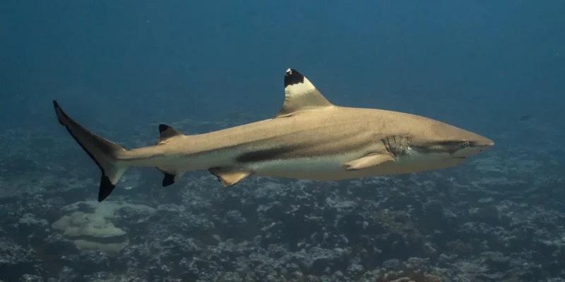 Schwarzspitzen riffhai carcharhinus melanopterus