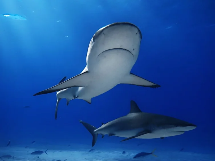 Tauchen mit haien haiarten tauchbasen und news